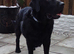 Fur Baby Boutique luxury 1to1 pet grooming