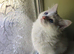 Lovely ragdoll boy