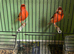 Red factor canaries