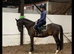 French trotter gelding
