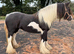 Beautiful Show Quality Piebald Mare
