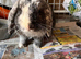 Mini lop male
