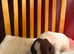 English Springer Spaniel puppies KC registered.
