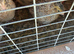 Italian colour coturnix quails
