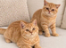 Red British shorthair kittens available now