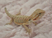 100%Het Hypo baby Bearded Dragons