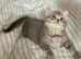 BEAUTIFUL BSH BOY (READY NOW)