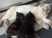 Ragdoll cross kittens ready now