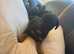 Jack Russell cross Lakeland