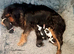 Beautiful cavalier king charles puppies