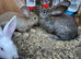 Continental Giant rabbits