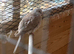 Dimond doves