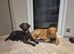 sisters up for rehoming