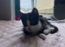 Kitten for sale