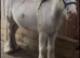 For sale prince mini cob