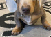 8-MONTH-OLD MINIATURE DACHSHUND £750 No deposit required.