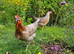 3 Hybrid Chickens