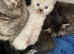 Ragdoll cross kittens