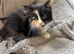 Fluffy mixed colour girl available