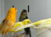 Canaries