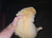 Up to stud only red eye albino