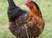 Point of lay hybred vaccinated pullets