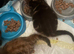 Kittens wanting homes ASAP