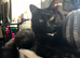 Half Maine coone cat for sale