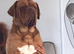 Stud wanted for my 4 year old dogue de bordeaux