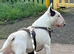 English bullterrier stud father is rabram rustic sunrise quality example for stud