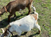 Female pigmy goats