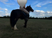Cob gelding for sale 13.1h