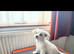 REHOME TODAY URGENT