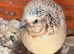 2 gorgeous adult male quail