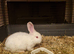 Little White Girl Needs Loving Home