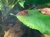 Red cherry shrimp &pound;1 each