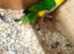White bellied Caquire x2 males