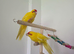 Hand reared kakarikis