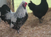 Silkie x Dorking Bantams