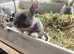 Baby mini Rex&rsquo;s