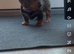 Miniature dachshund puppies