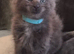 Maine coon pedigree kittens