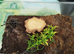 Brazilian salmon pink bird eater female for sale