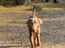 Exceptional Dobermann Boys - KC Registered & Health Tested ️
