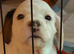 Clumber spaniel cross Jack Russell