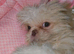 4 months imperial shih tzu