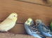 Beautiful Baby Budgies