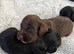 7 beautiful F1 cockapoo puppies