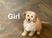 Bambi gorgeous litter of girls and boys