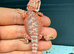 Baby bearded dragons ready for their forever homes!